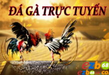 Cá cược đá gà EZB68 là gì? Mẹo chơi đá gà EZB68 thắng lớn Giới thiệu cá cược đá gà tại Ezb68